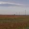 Soybean Crittenden County Arkansas