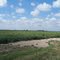 Cotton fields, Arkansas  USA