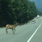 Last of the Elk Herd crossing Hwy 12