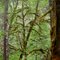 Skate Creek rainforest