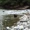Fritz at the Cowlitz River at La Wis Wis