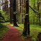 The Path