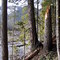 Broken Tree