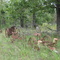 Old Farm Machinery