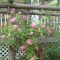 Roses by the Side of the House