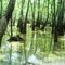 Edgewater Cypress Swamp-2