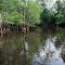 Pine Island Bayou