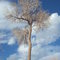 tree by colorao river