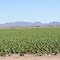 Lettuce Field