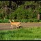 Deer on the road.