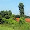 Phallus Shaped Bush