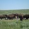 MANADA DE BISONTES
