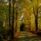 Country Lane in Fall
