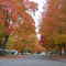 Walnut Street in Fall