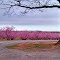 Blooming Peach Trees With Mount Mitchell in the Background
