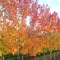 Autumn trees