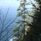Ecola State Park trail