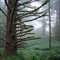 Rain Forest Ecola State Park