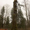 What was once the world's largest Sitka Spruce is now Oregon's largest stump.