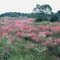 Williams Prairie Preserve