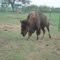 Piccolo "Bisonte"