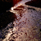 "Early Morning Rays" Verde River, Az