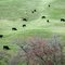 Cows On Hillside, Lewiston Hill, Lewiston, Idaho