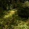 Green ground cover carpet