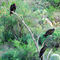 Turkey Vultures