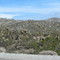 Joshua Trees in the Mojave Desert