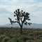 Joshua Tree