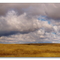 Solitary Oak and Clouds