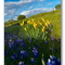 Poppies and Lupin, Michigan Bar Ca.