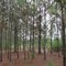 Pine Woods