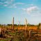 pine beetle cemetary