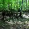 Cyprus knobs -- Newnan's Lake Conservation Area
