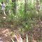 FL1 Slash Pine site