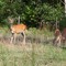 White Tail Doe and two fawns