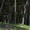 Dancers in the Woods