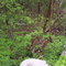 Steep bank down to White River