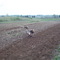 Farm Field in Buddha