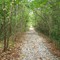 Old railroad bed