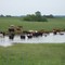 Bathing Cattle in Kansas