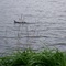Baby Ducks on Moose Pond