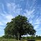 Corner Trees of Segar Road