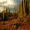 Sonoran Afternoon