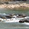 Geese Running a Rapid on the Tuckasegee River