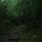 The Smokies- Deep Creek Trail after 1hr of pouring rain