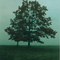 Tree In Dense Fog