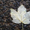 Sweetgum